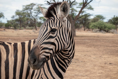 Wild african life.  Namibian mountain zebra standing in the middle of the savannah.の写真素材