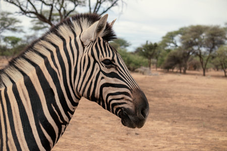 Wild african life.  Namibian mountain zebra standing in the middle of the savannah.の写真素材