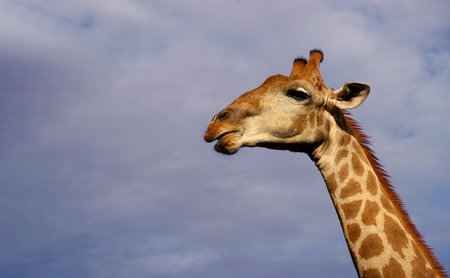 Portrait of common giraffe against blue sky with white clouds in Namibia national parkの写真素材