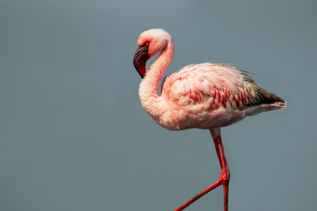 A solitary great flamingo stands gracefully in a blue lagoon under a vibrant sky. A serene and captivating wildlife scene perfect for nature and travel projectsの写真素材