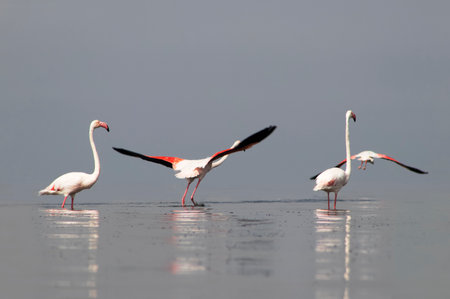 African wild birds. A flock of great flamingos on the blue lagoon against the bright skyの写真素材