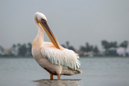 A lone white pelican on a blue lagoon on a sunny dayの写真素材