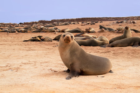 Wild animals. Harbor seals resting at the Cape Cross seal colony in Namibia, Africa.の写真素材