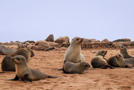 Wild animals. Harbor seals resting at the Cape Cross seal colony in Namibia, Africa.の写真素材