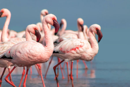 A flock of pink flamingos standing by a serene lake under a clear blue sky. A beautiful scene of nature, perfect for ecology, wildlife, and travel-related projects.の写真素材