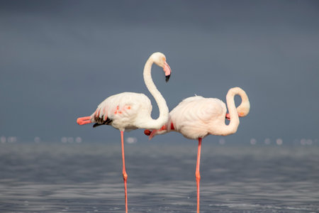 Wild african birds. Two Great african flamingos  walking around the blue lagoon against bright skyの写真素材