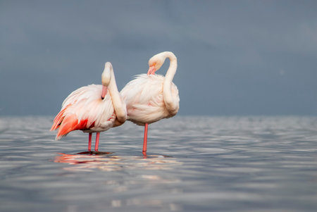 African wild birds. Two great flamingos on the blue lagoon in the morningの写真素材