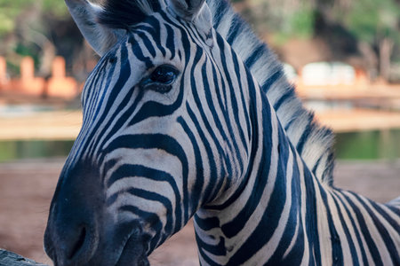 Namibian mountain zebra in tall grass, captured in the wild savannah. Ideal for African wildlife,...