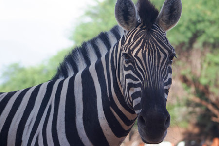Close-up of a Namibian mountain zebra standing in the middle of the African savannah. Perfect for wildlife, safari, travel, and nature-themed creative projects.の写真素材