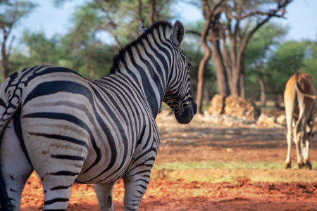A wild African animal. Close-up of a mountain zebra on the grasslandの写真素材