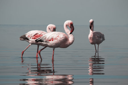 Flock of flamingos strolling through a reflective lagoon under a radiant African sky. Authentic wildlife scene from Namibia, ideal for nature, birdwatching, and travel content.の写真素材