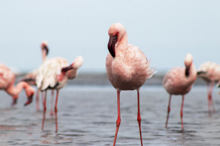 Flock of flamingos strolling through a reflective lagoon under a radiant African sky. Authentic wildlife scene from Namibia, ideal for nature, birdwatching, and travel content.の写真素材