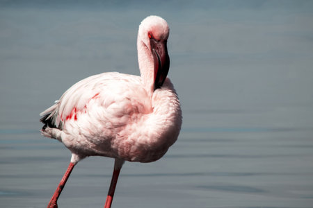 Close-up of a solitary flamingo in the wild, showing elegant details of its feathers and beak. Captured in natural light in Namibia. Ideal for bird photography and natureの写真素材
