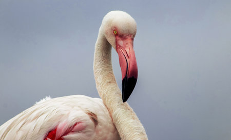 Close-up of a solitary flamingo in the wild, showing elegant details of its feathers and beak. Captured in natural light in Namibia. Ideal for bird photography and natureの写真素材