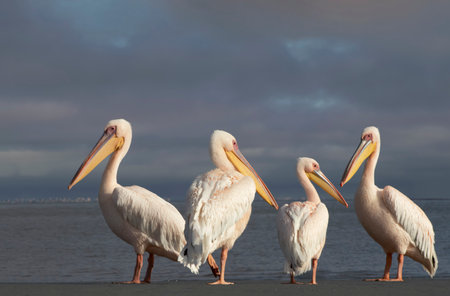 Great African pelicans standing on the shore of the Atlantic Ocean against a vibrant sky. A stunning wildlife scene capturing the beauty of nature and coastal birdsの写真素材
