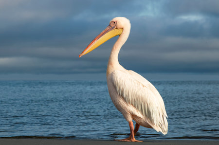Real photo of a lone Great White Pelican standing on a sandy beach by the ocean. Peaceful African wildlife scene with natural light, exotic birdの写真素材