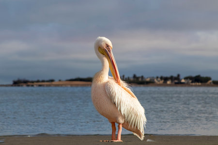 Real photo of a lone Great White Pelican standing on a sandy shore by the ocean. Peaceful wildlife scene with natural light.の写真素材
