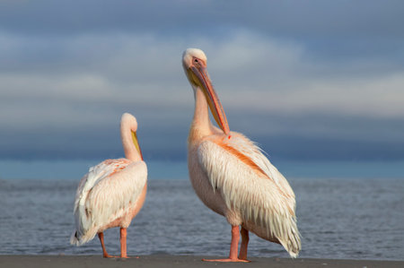 Great African pelicans standing on the shore of the Atlantic Ocean against a vibrant sky. A stunning wildlife scene capturing the beauty of nature and coastal birdsの写真素材
