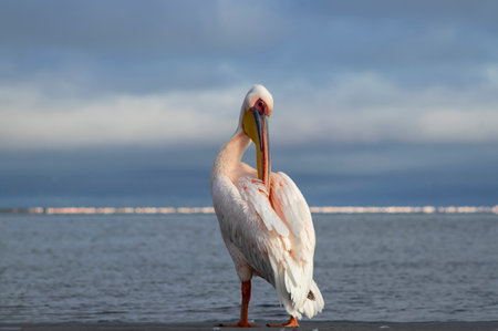 Real photo of a lone Great White Pelican standing on a calm blue lagoon under clear skies. Peaceful wildlife scene with natural light, exotic birdの写真素材