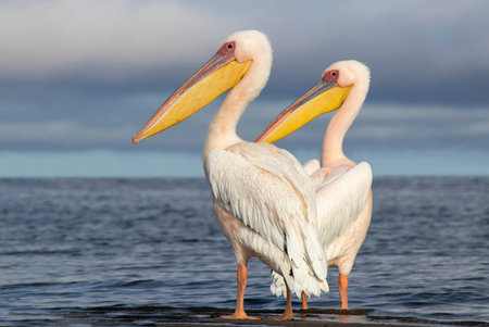 Two African great white pelicans stand side by side in a calm blue lagoon under soft light. A peaceful wildlife scene showing harmony, grace, and the natural beauty of wetland birdの写真素材