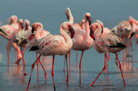 Luxury stock image of a flock of flamingos in Namibiaâ€™s crystal blue lagoon, expressing elegance, balance, and wild beauty for premium travel, conservation storytelling