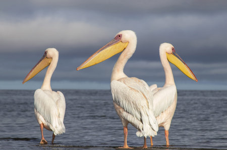 Great African pelicans standing on the shore of the Atlantic Ocean against a vibrant sky. A stunning wildlife scene capturing the beauty of nature and coastal birds