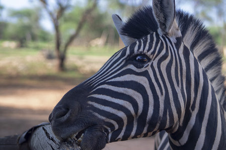 Wild African animal. Close-up of a mountain zebra standing on open grassland, captured in natural light and highlighting the unique stripes and beauty of African wildlife.