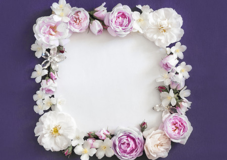 beautiful pink roses on a purple background, place for an inscriptionの写真素材