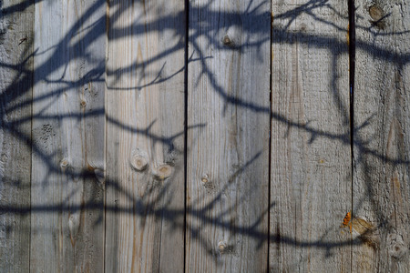 vertical wooden planks with the shadows of the tree branchesの写真素材