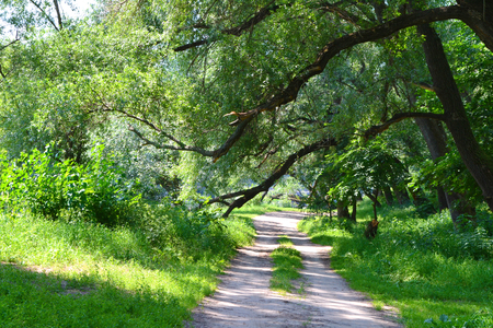 forest glade with sloping branches of trees and road troddenの写真素材