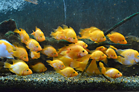 yellow fishes in the aquarium glass scratched
