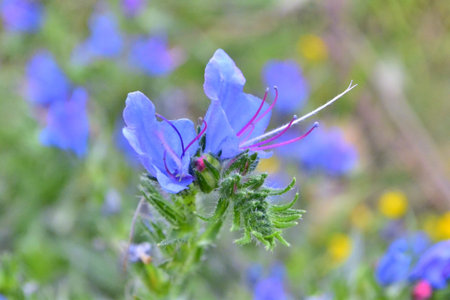 blue wild flower in the green grass in the meadow