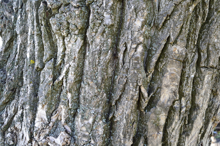 bark with cracks and moss dry poplarの写真素材