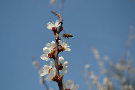 bee collects pollen from a flower apricot tree