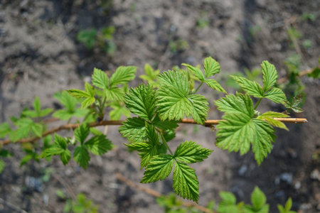 raspberry bush in spring season of leaves growth