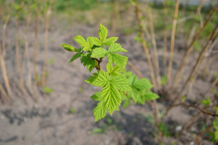 planting bushes and raspberry twigs in the garden
