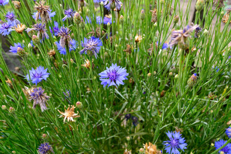 season blooming blue cornflowers in the gardenのeditorial素材