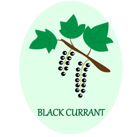 black currant branch with the inscriptionのイラスト素材