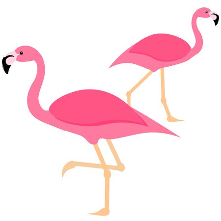 two pink flamingos in isolationのイラスト素材