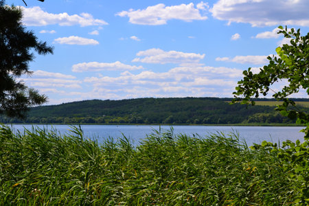 sunny weather at the lake with reeds and woodの写真素材