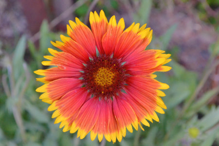 colorful wild flower in the grassの写真素材
