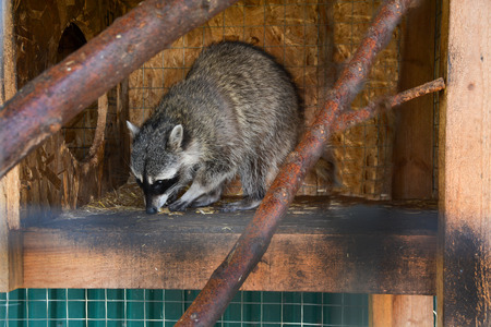 raccoon in cage mammal wild animal poluskun Durable forest zooの写真素材
