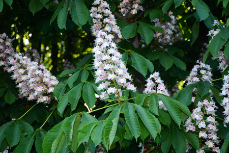 Chestnut flowers, chestnut, white, flower, background, spring, green, tree, summer, park, flowering, nature, plantの写真素材
