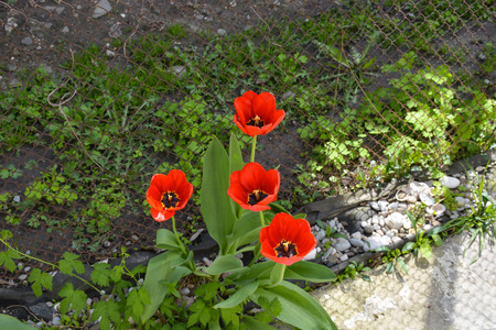Blooming Red tulips in summerの写真素材