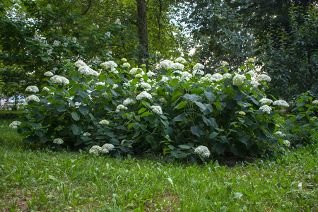 Blooming white hydrangea in gardenの写真素材