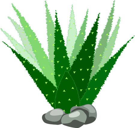  Mexican symbol. Vector banner  cactus isolated on white background.のイラスト素材