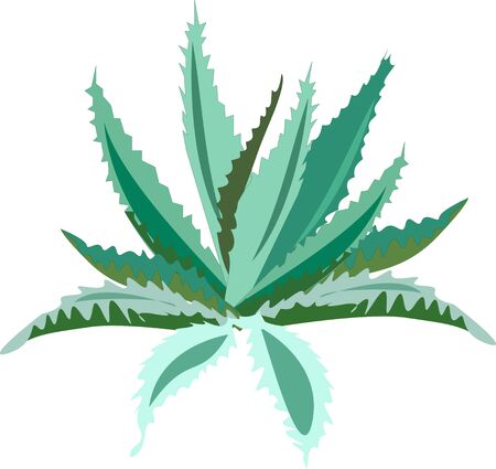  Mexican symbol. Vector banner  cactus isolated on white background.のイラスト素材