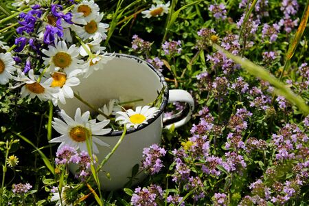 The sunny summer scene in the field with field medicinal plants that lie in the old metal mug. The sun shining on the flowers.の写真素材