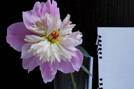 One pink peony in a glass on a black wooden background with a white sheet of paper. Reference information about flowers and place for text. Flower background. Front view. Copy space.の写真素材