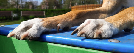 Banner with dog paws on summer background. City pets.の写真素材